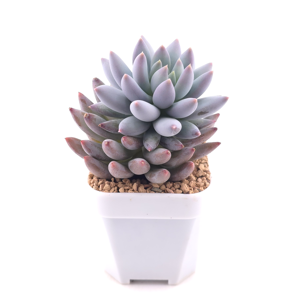 Pachyphytum ‘Angel's Finger’ | 所羅門 thumbnail 3
