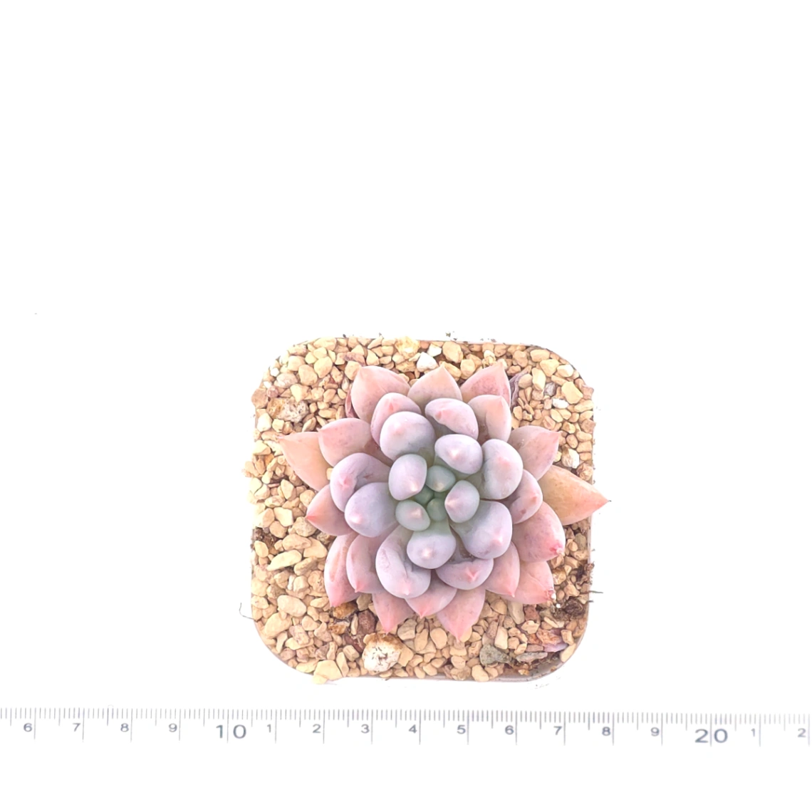 Pachyphytum ‘Angel's Finger’ | 所羅門 thumbnail 4