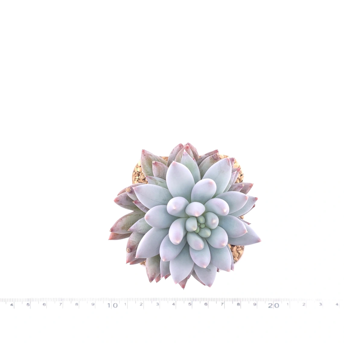 Pachyphytum ‘Angel's Finger’ | 所羅門 thumbnail 4