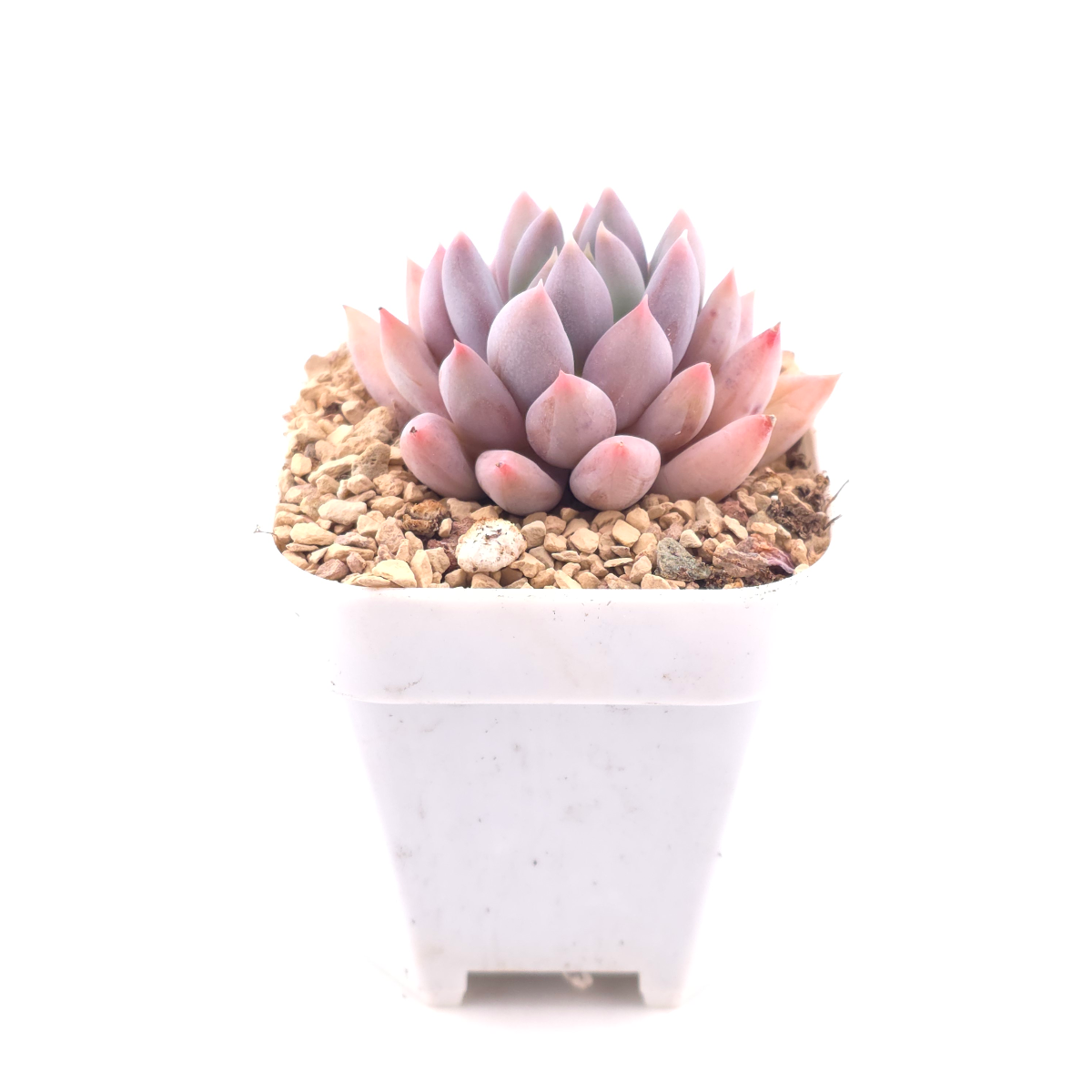 Pachyphytum ‘Angel's Finger’ | 所羅門 thumbnail 3
