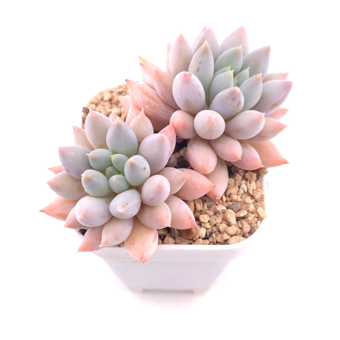 Pachyphytum ‘Angel's Finger’ | 所羅門 thumbnail 2