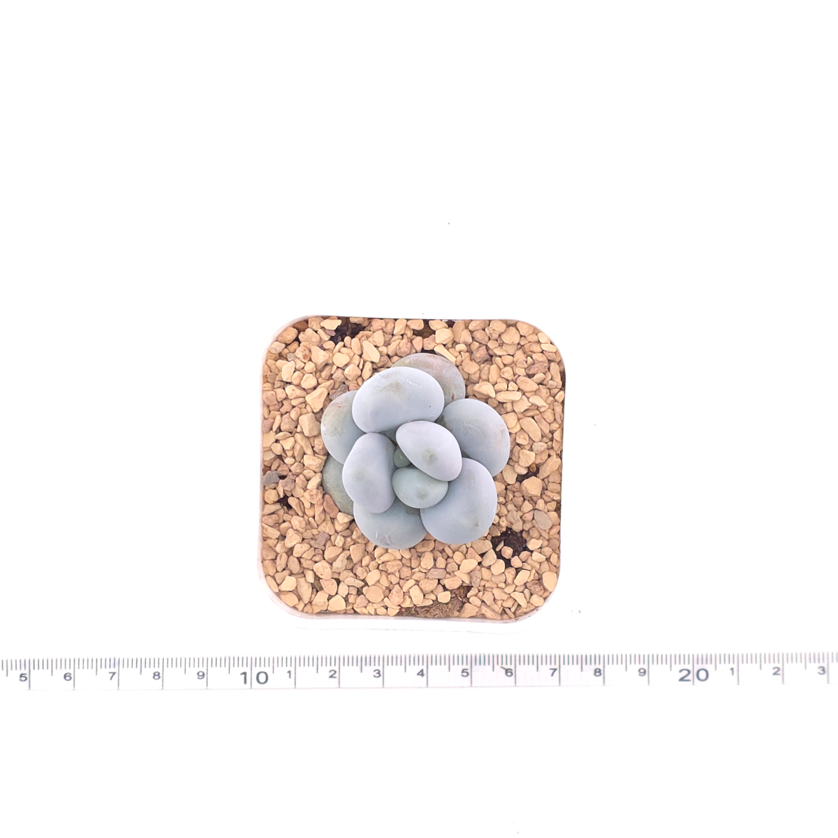 Pachyphytum ‘Cheese’ | 奶酪 thumbnail 4
