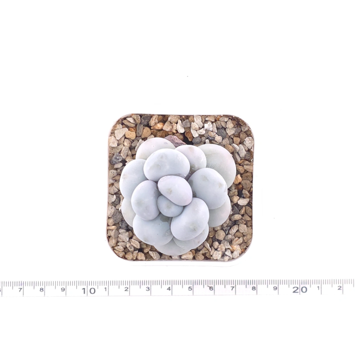 Pachyphytum ‘Cheese’ | 奶酪 thumbnail 4