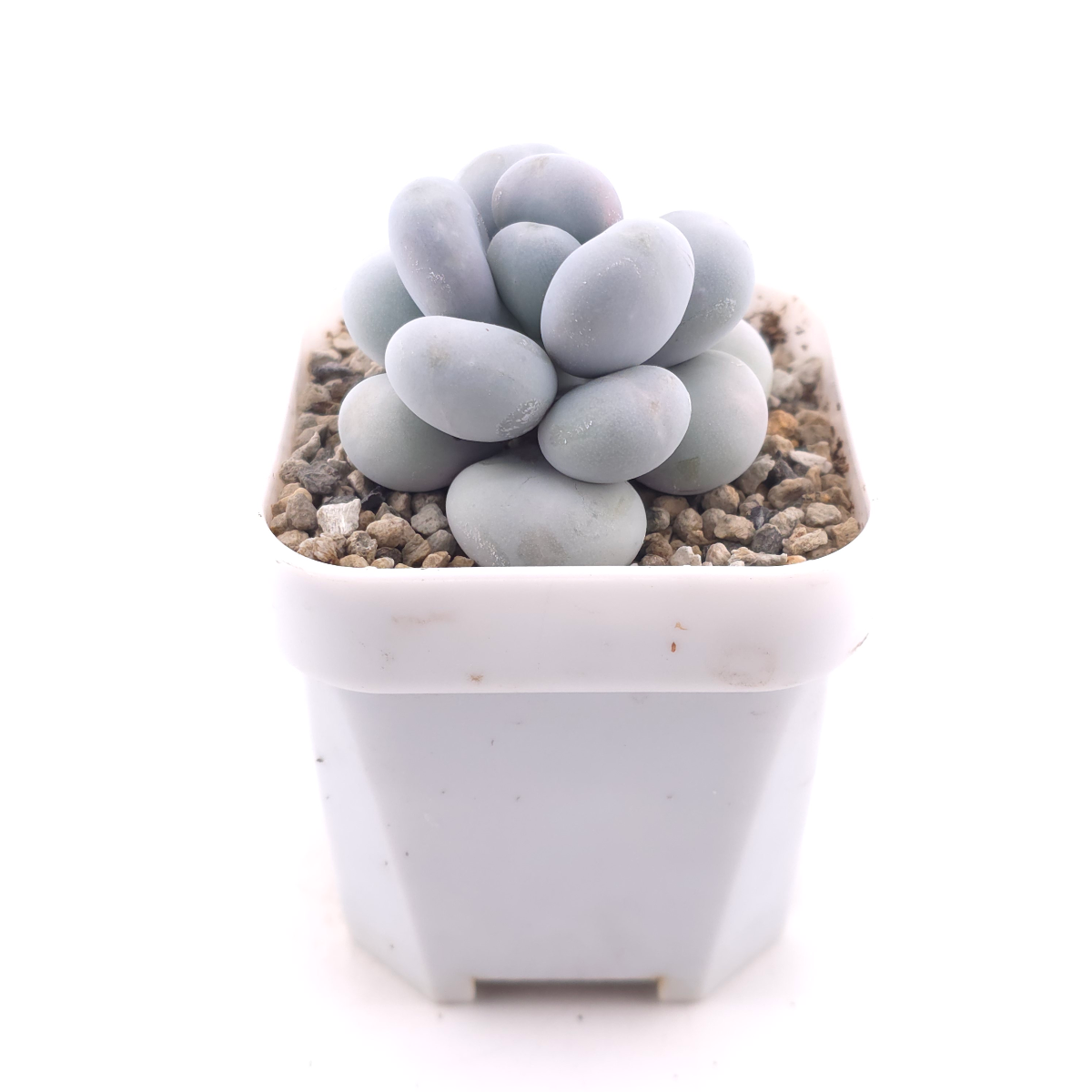 Pachyphytum ‘Cheese’ | 奶酪 thumbnail 3