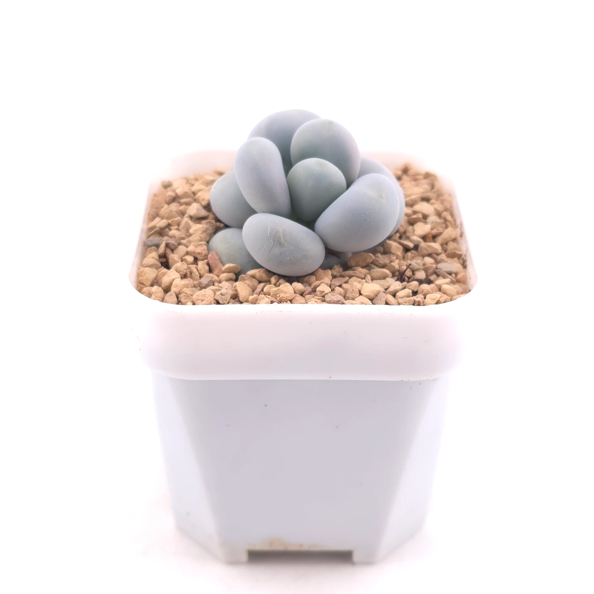 Pachyphytum ‘Cheese’ | 奶酪 thumbnail 3