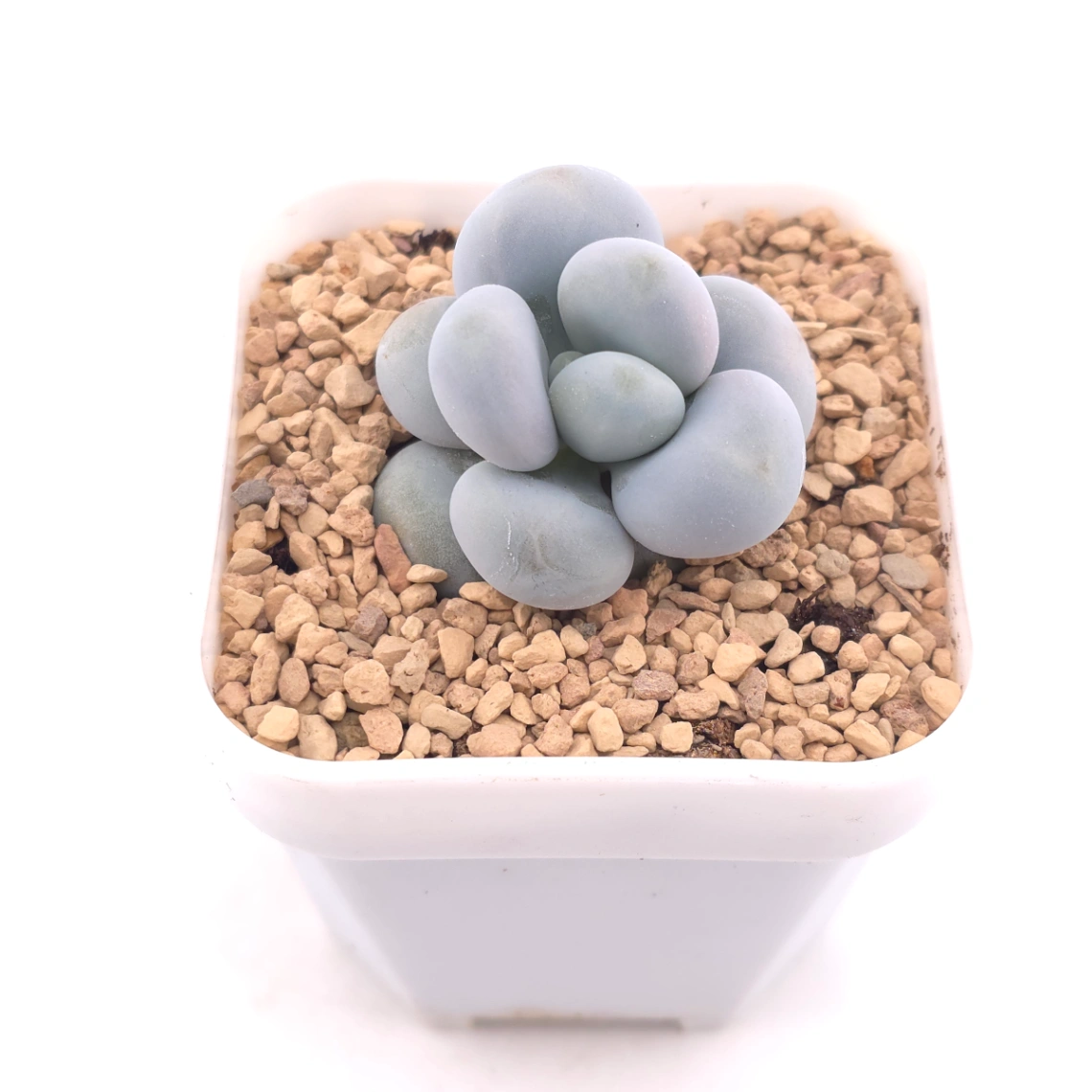 Pachyphytum ‘Cheese’ | 奶酪 thumbnail 2