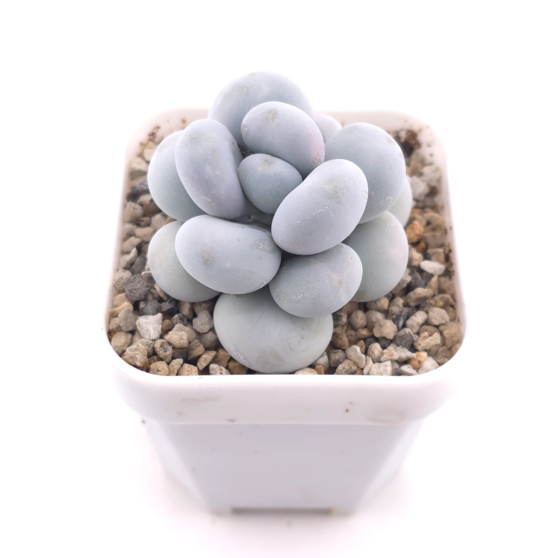 Pachyphytum ‘Cheese’ | 奶酪 thumbnail 2