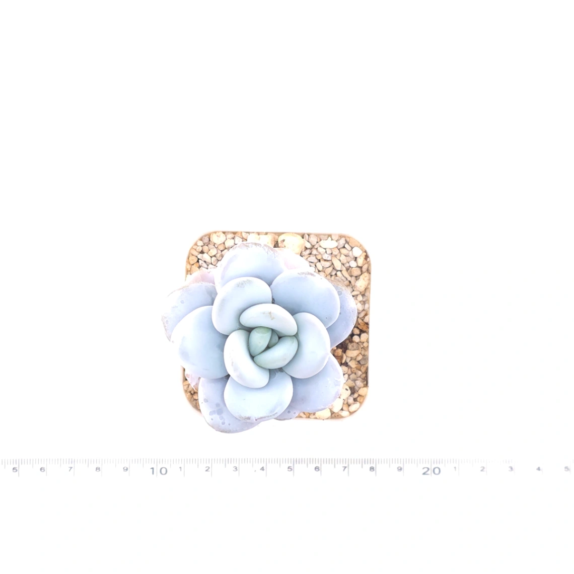 Pachyphytum ‘Cuicatecanum’ | 雪美人 thumbnail 4
