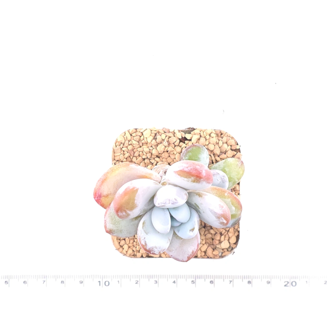 Pachyphytum ‘Cuicatecanum’ | 雪美人 thumbnail 4
