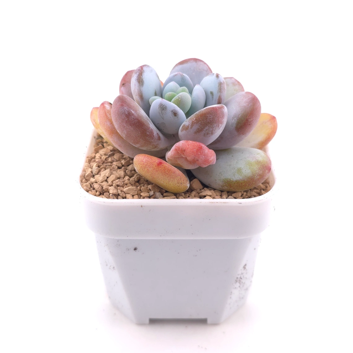 Pachyphytum ‘Cuicatecanum’ | 雪美人 thumbnail 3