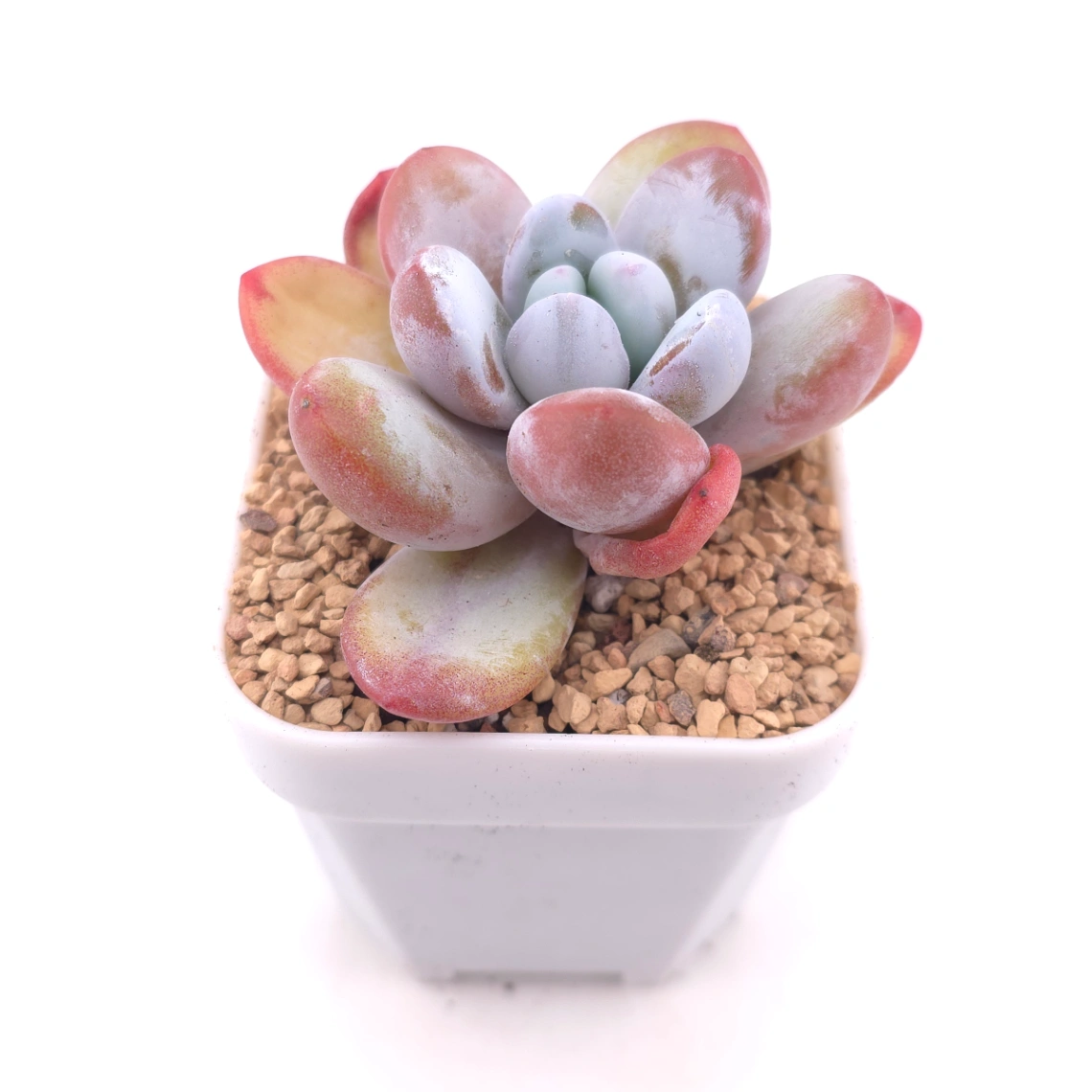 Pachyphytum ‘Cuicatecanum’ | 雪美人 thumbnail 2