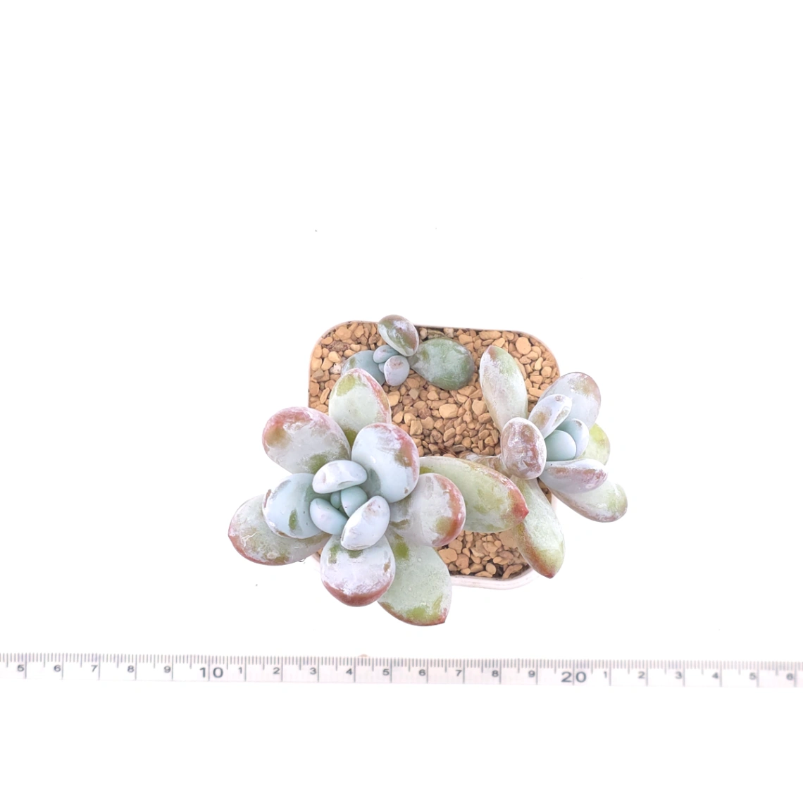 Pachyphytum ‘Cuicatecanum’ | 雪美人 thumbnail 4