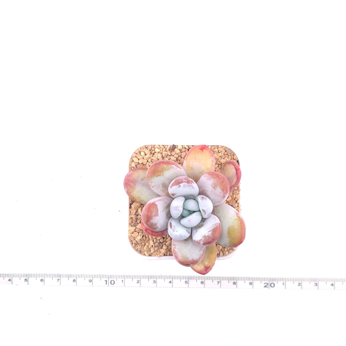 Pachyphytum ‘Cuicatecanum’ | 雪美人 thumbnail 4