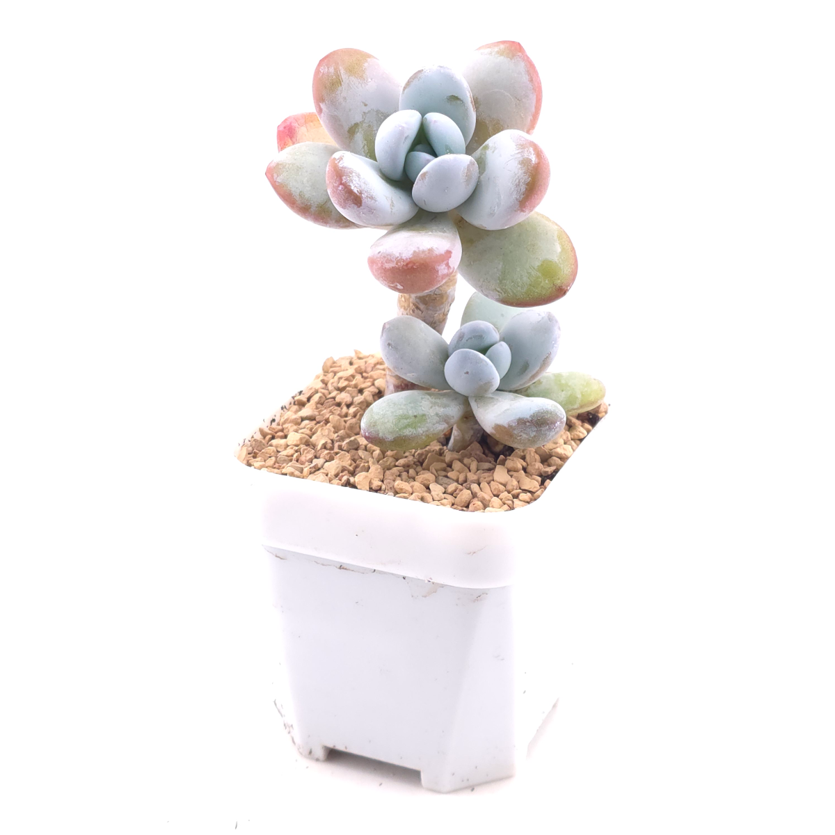 Pachyphytum ‘Cuicatecanum’ | 雪美人 thumbnail 2