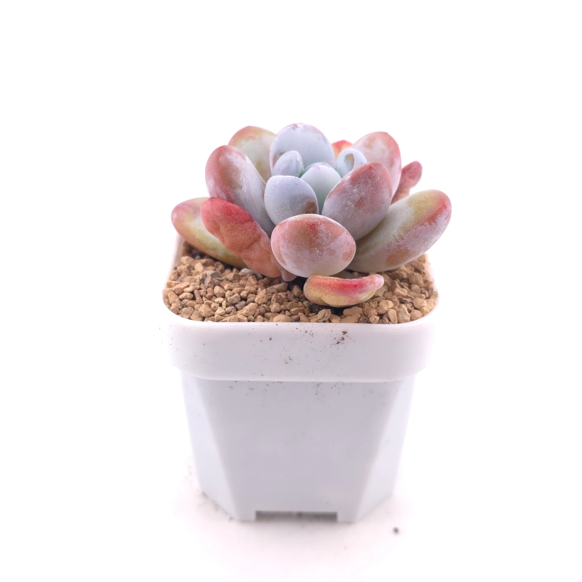 Pachyphytum ‘Cuicatecanum’ | 雪美人 thumbnail 3