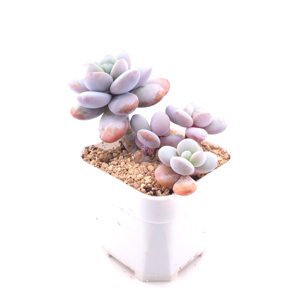 Pachyphytum ‘Cuicatecanum’ | 雪美人 thumbnail 3