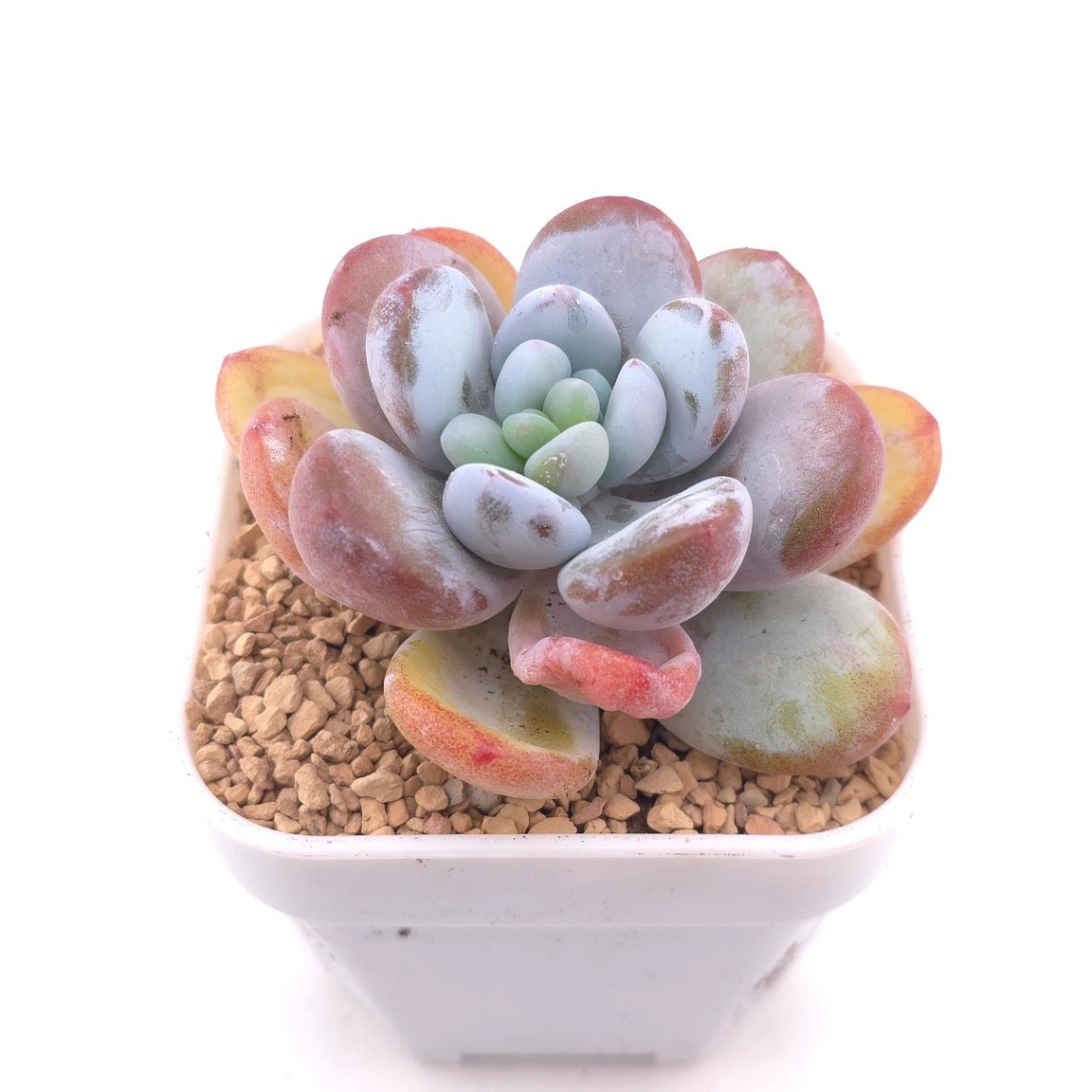 Pachyphytum ‘Cuicatecanum’ | 雪美人 thumbnail 2