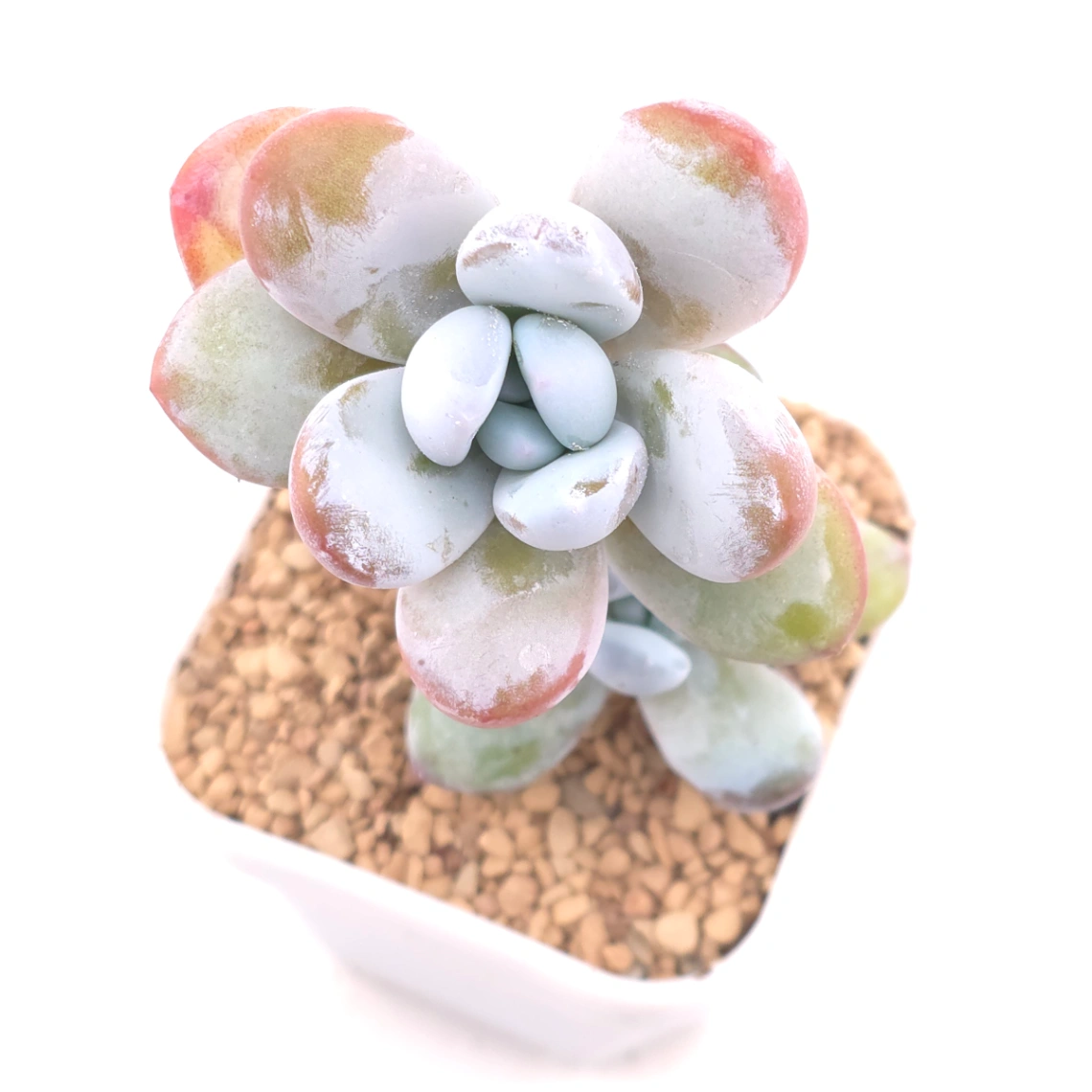 Pachyphytum ‘Cuicatecanum’ | 雪美人 thumbnail 3