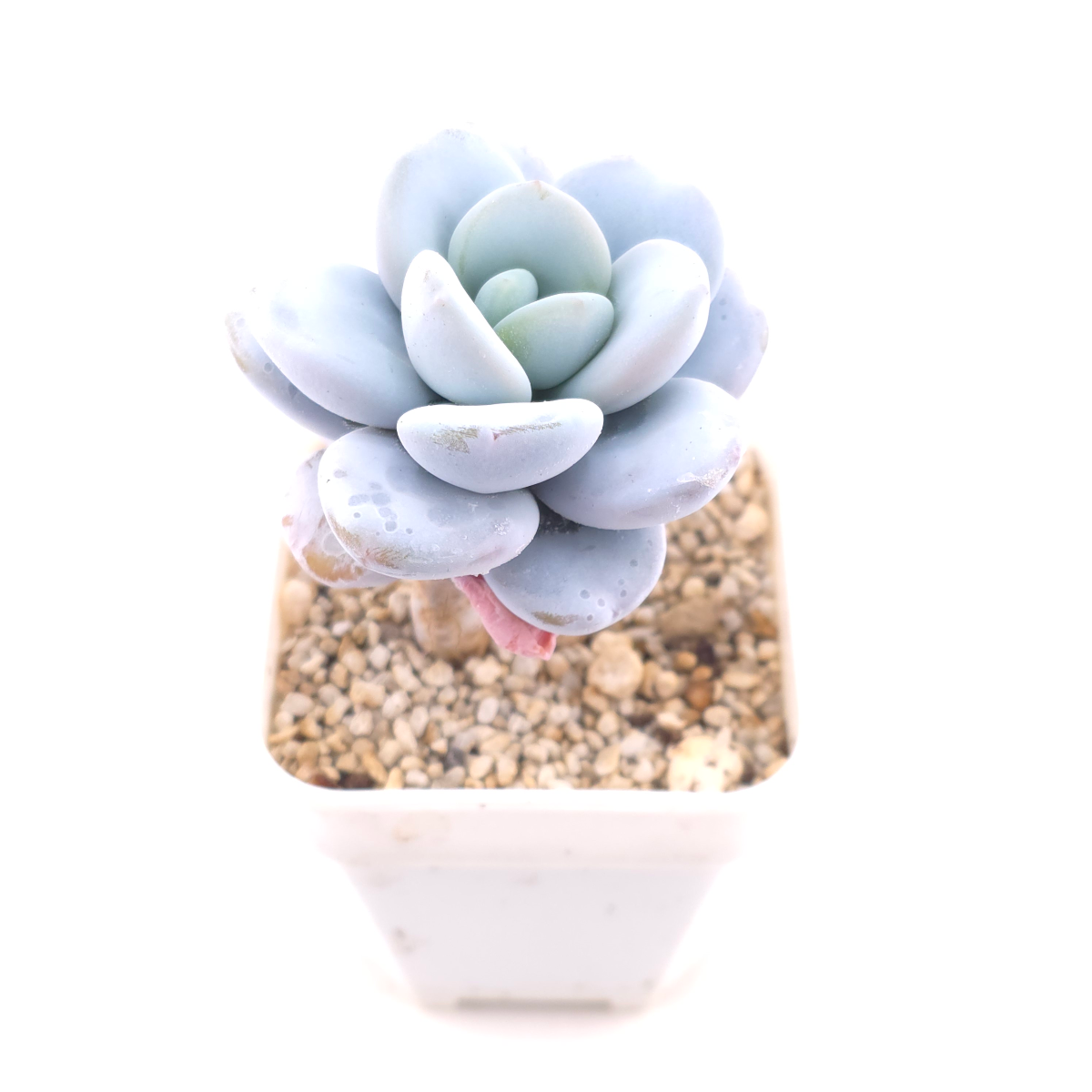 Pachyphytum ‘Cuicatecanum’ | 雪美人 thumbnail 2