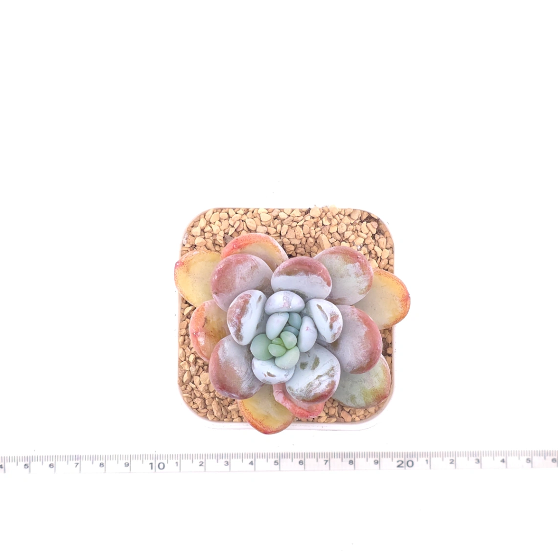 Pachyphytum ‘Cuicatecanum’ | 雪美人 thumbnail 4