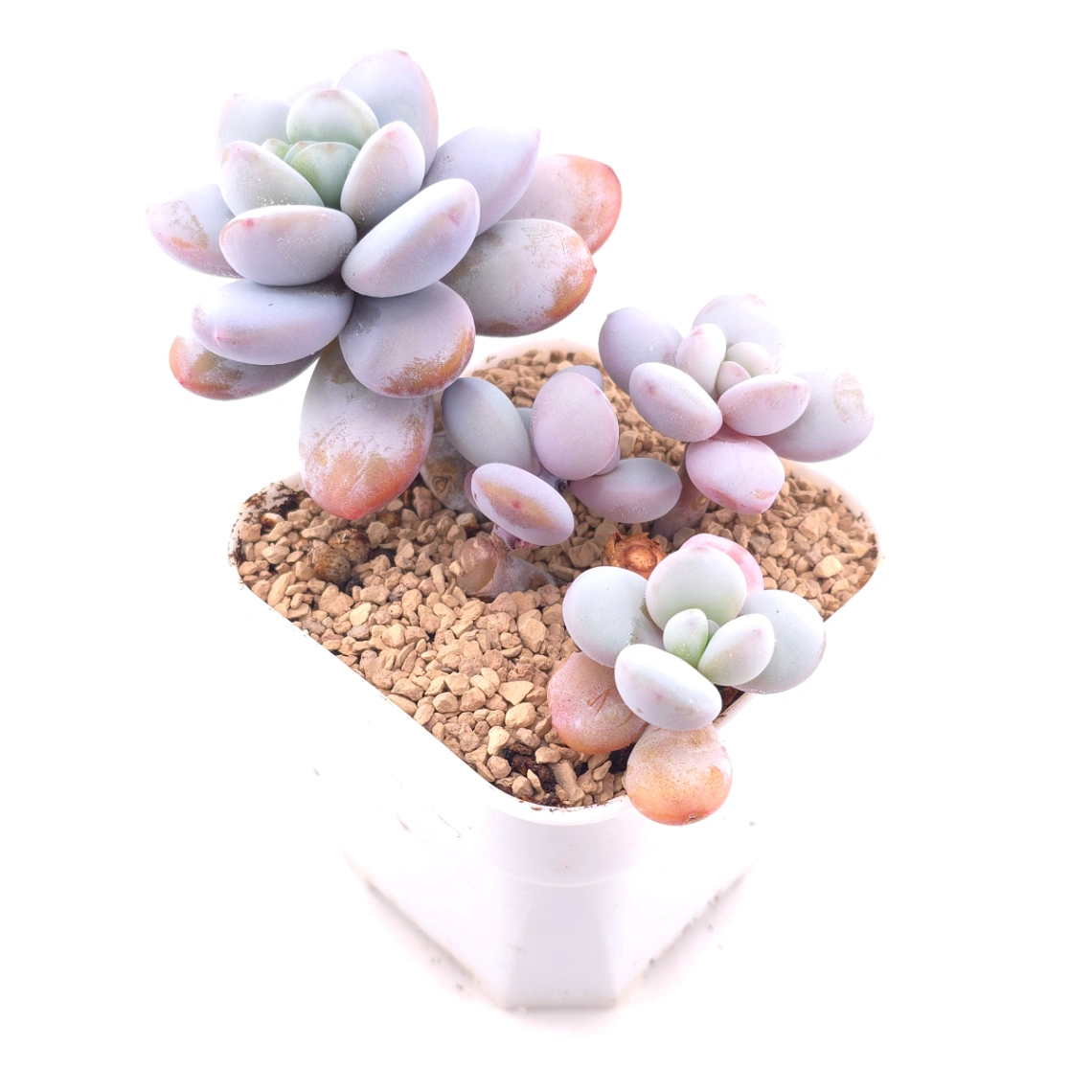 Pachyphytum ‘Cuicatecanum’ | 雪美人 thumbnail 2