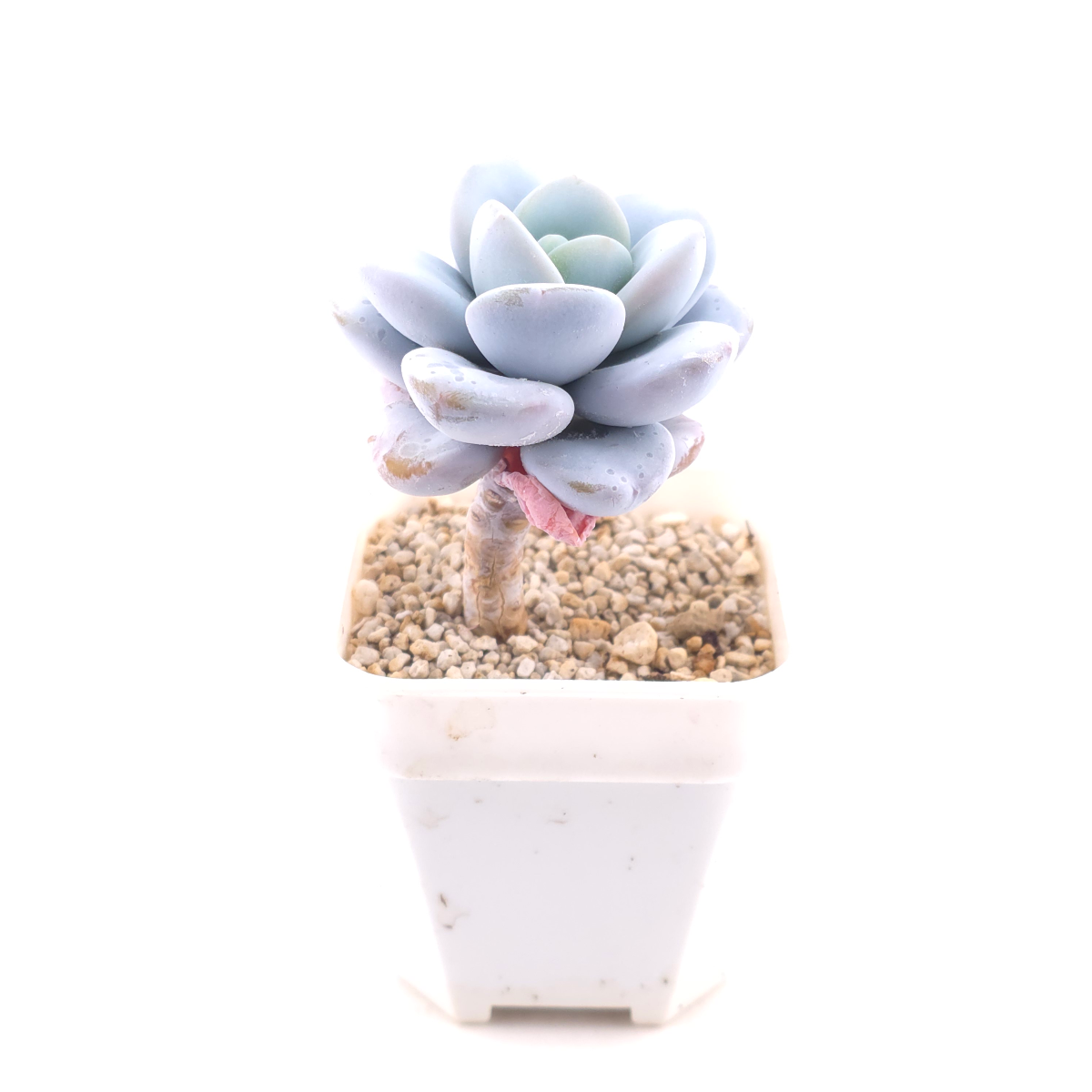 Pachyphytum ‘Cuicatecanum’ | 雪美人 thumbnail 3