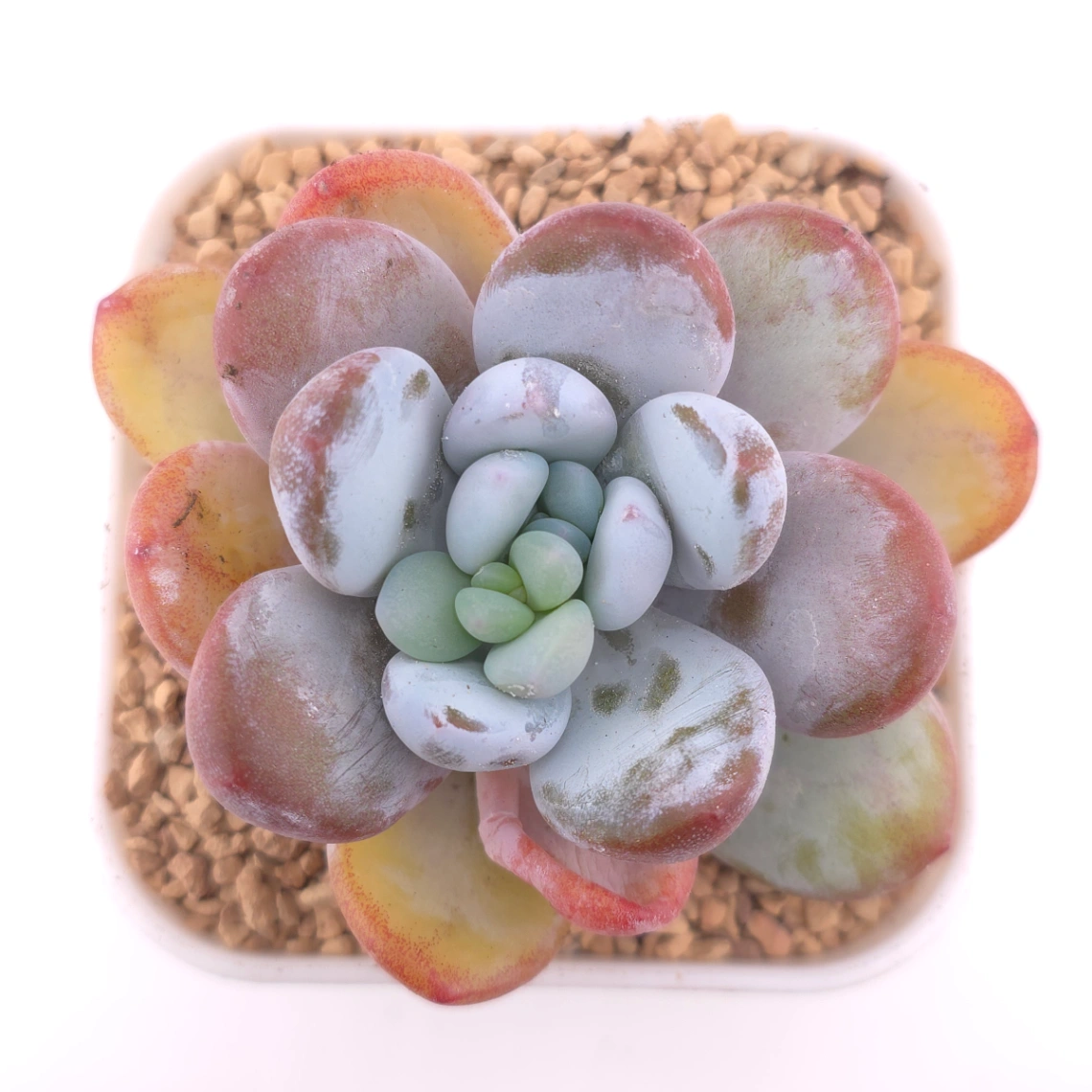 Pachyphytum ‘Cuicatecanum’ | 雪美人 - View 1