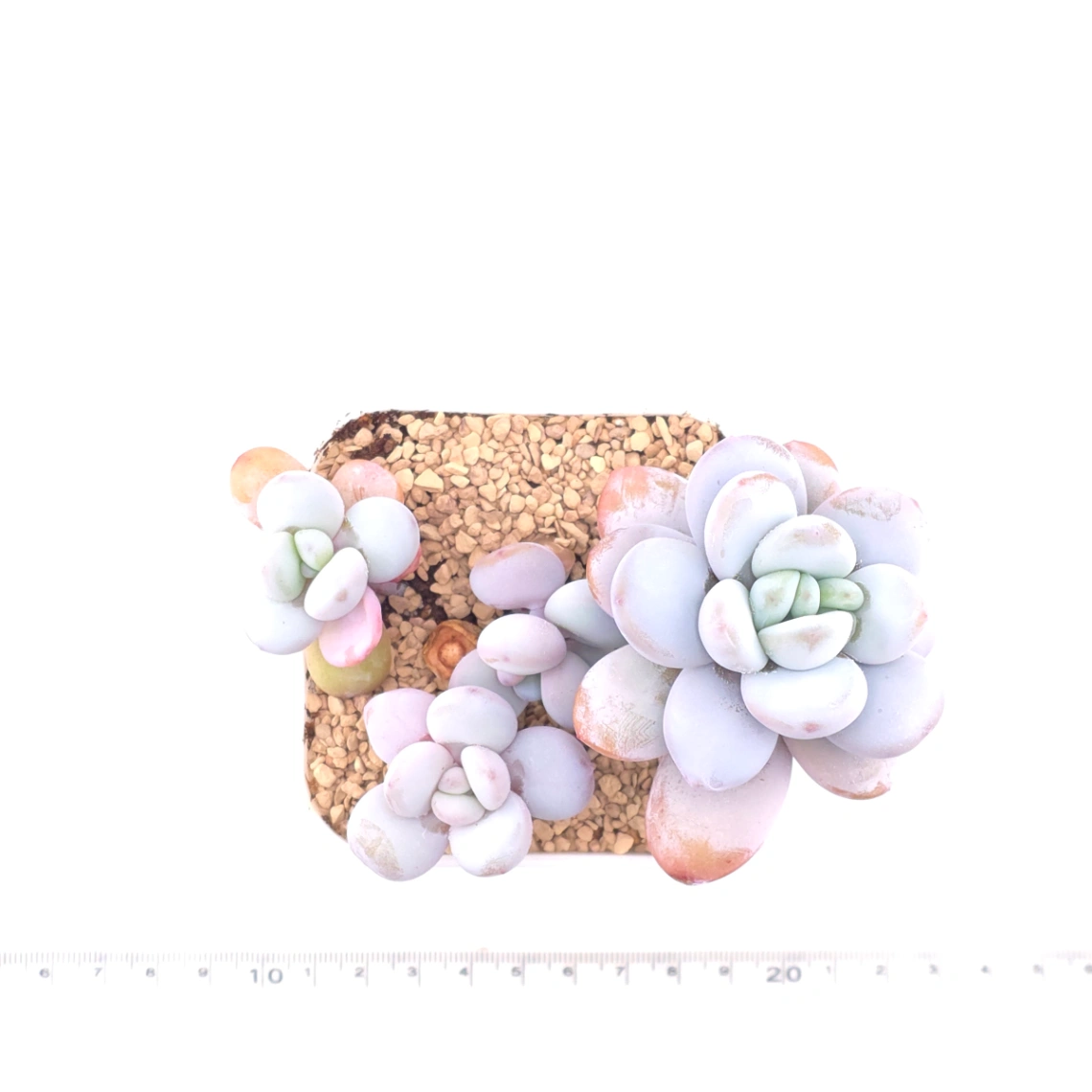 Pachyphytum ‘Cuicatecanum’ | 雪美人 thumbnail 4