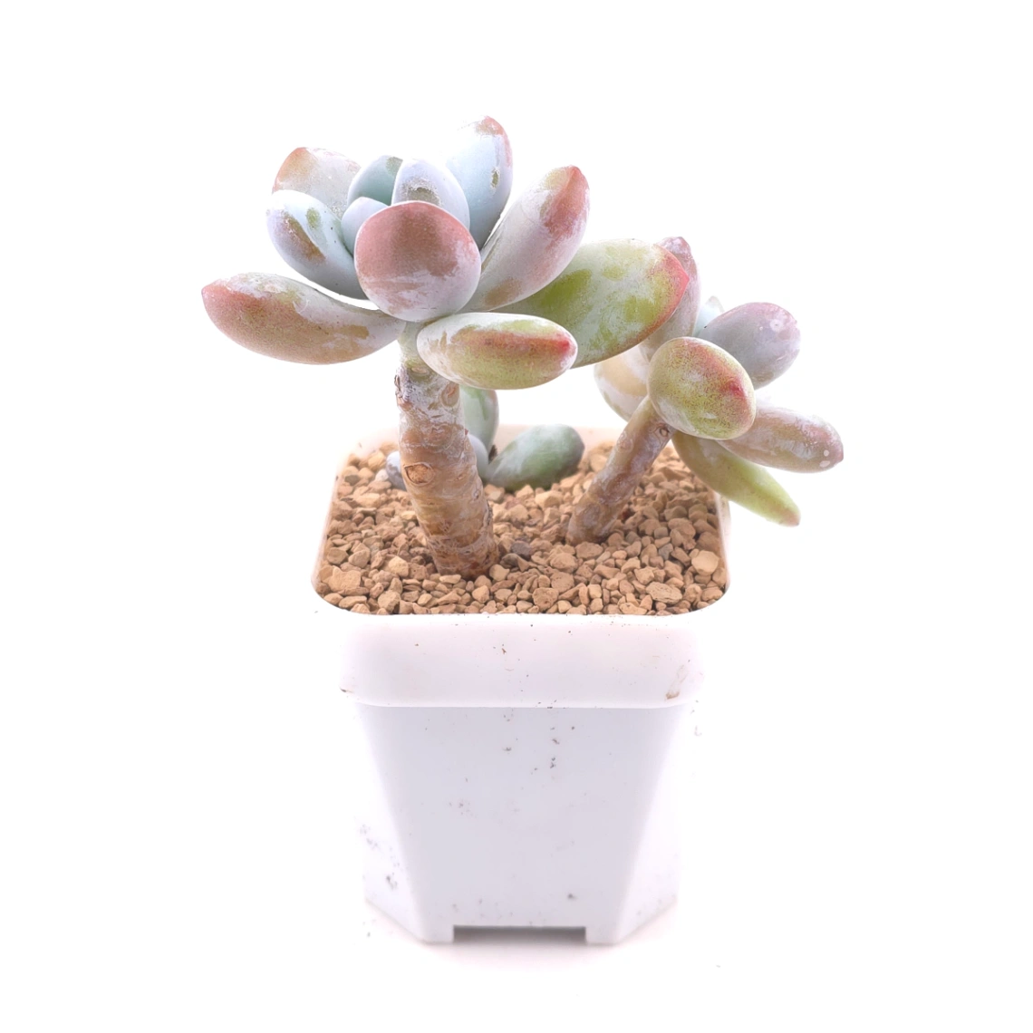 Pachyphytum ‘Cuicatecanum’ | 雪美人 thumbnail 3