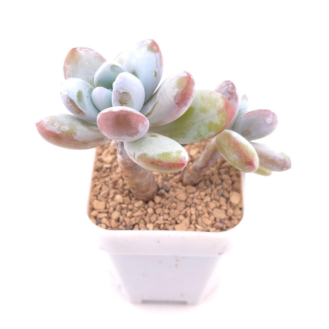 Pachyphytum ‘Cuicatecanum’ | 雪美人 thumbnail 2