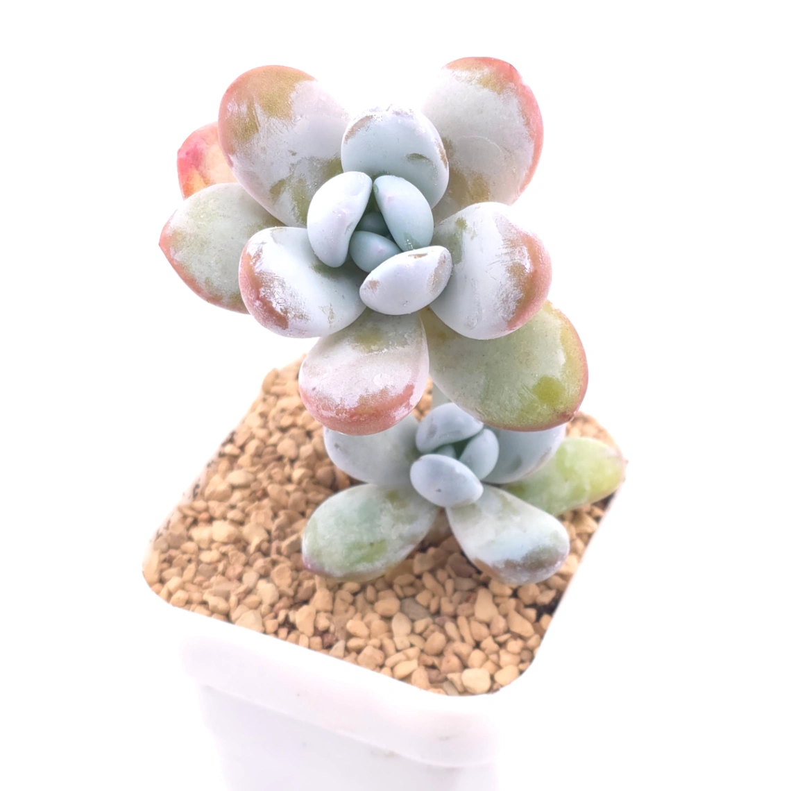 Pachyphytum ‘Cuicatecanum’ | 雪美人 - View 1