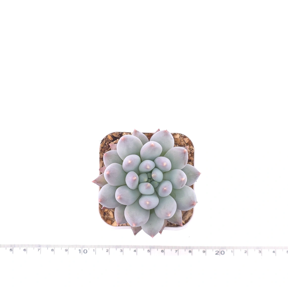 Pachyphytum 'Ice Fruit' | 冰果 thumbnail 4