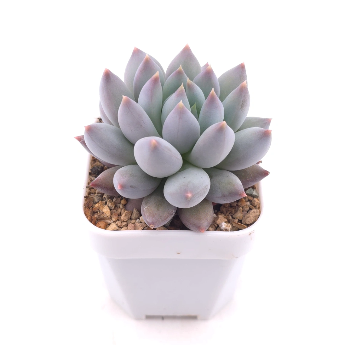 Pachyphytum 'Ice Fruit' | 冰果 thumbnail 2