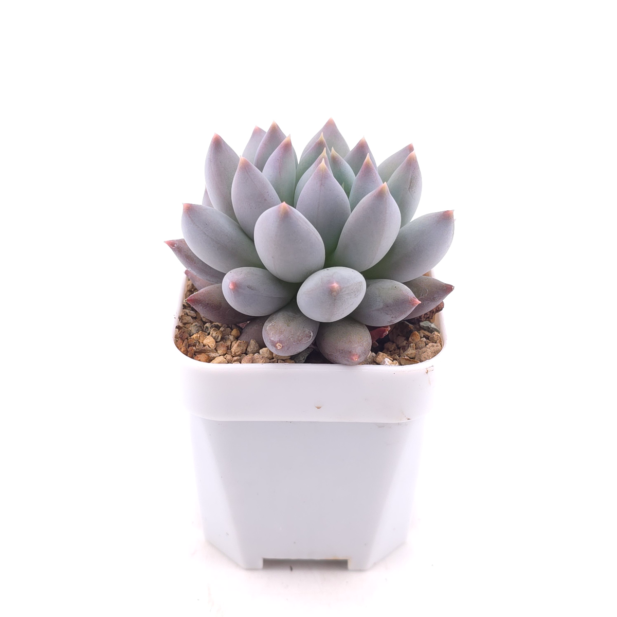 Pachyphytum 'Ice Fruit' | 冰果 thumbnail 3