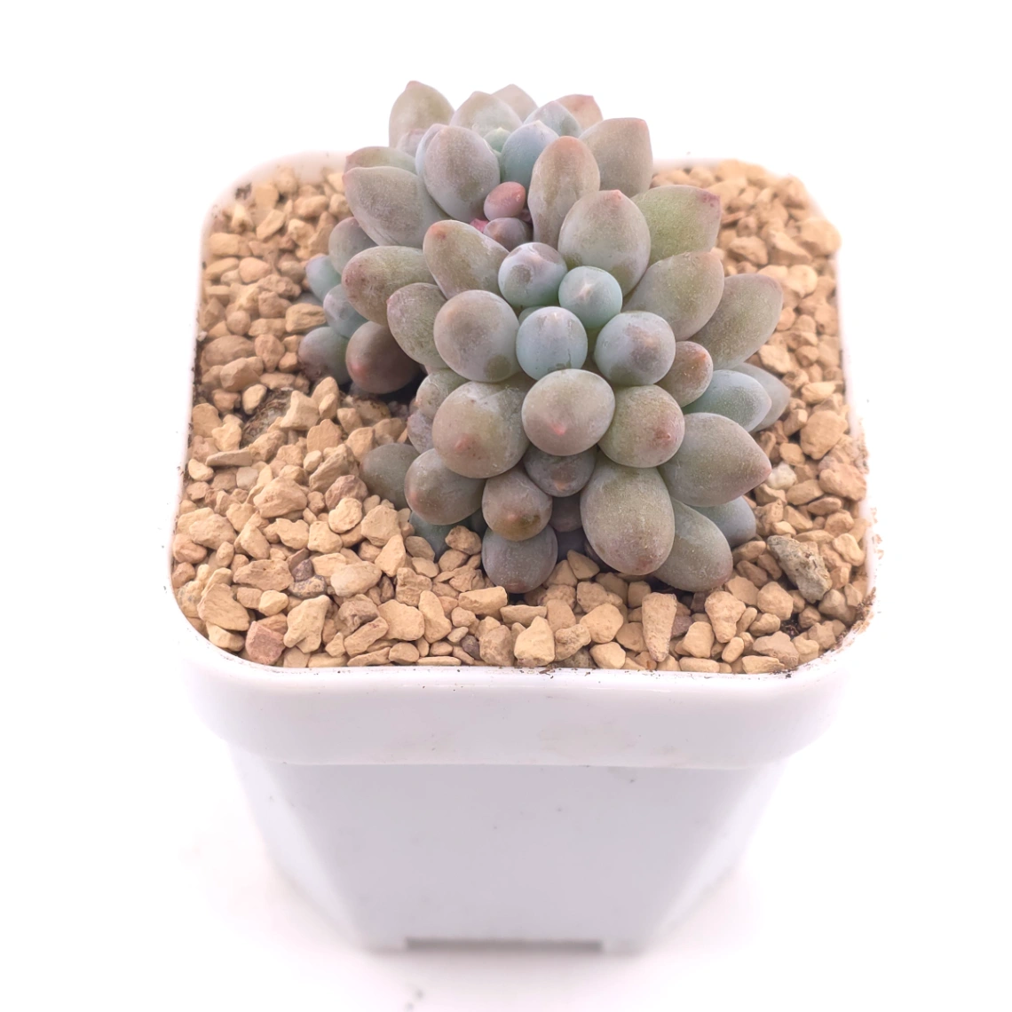 Pachyphytum ‘Little Milk Bean' | 小奶豆 thumbnail 2