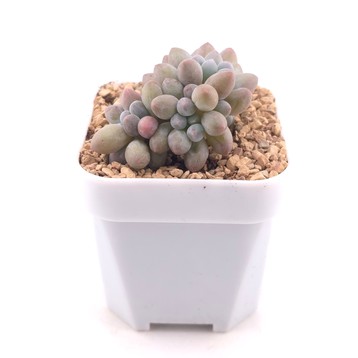Pachyphytum ‘Little Milk Bean' | 小奶豆 thumbnail 3