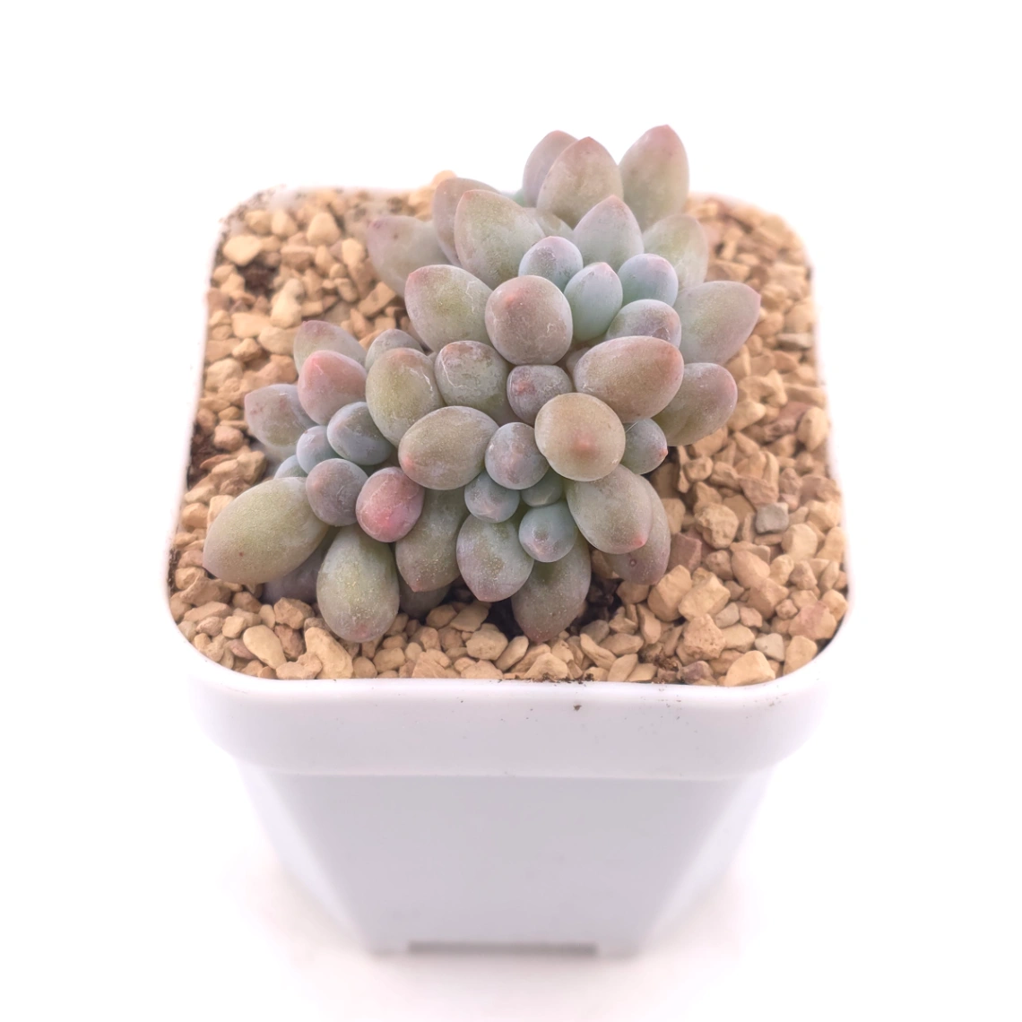Pachyphytum ‘Little Milk Bean' | 小奶豆 thumbnail 2