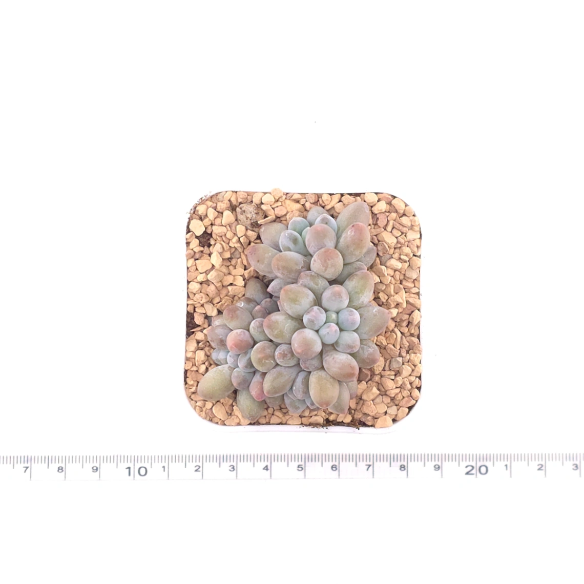 Pachyphytum ‘Little Milk Bean' | 小奶豆 thumbnail 4