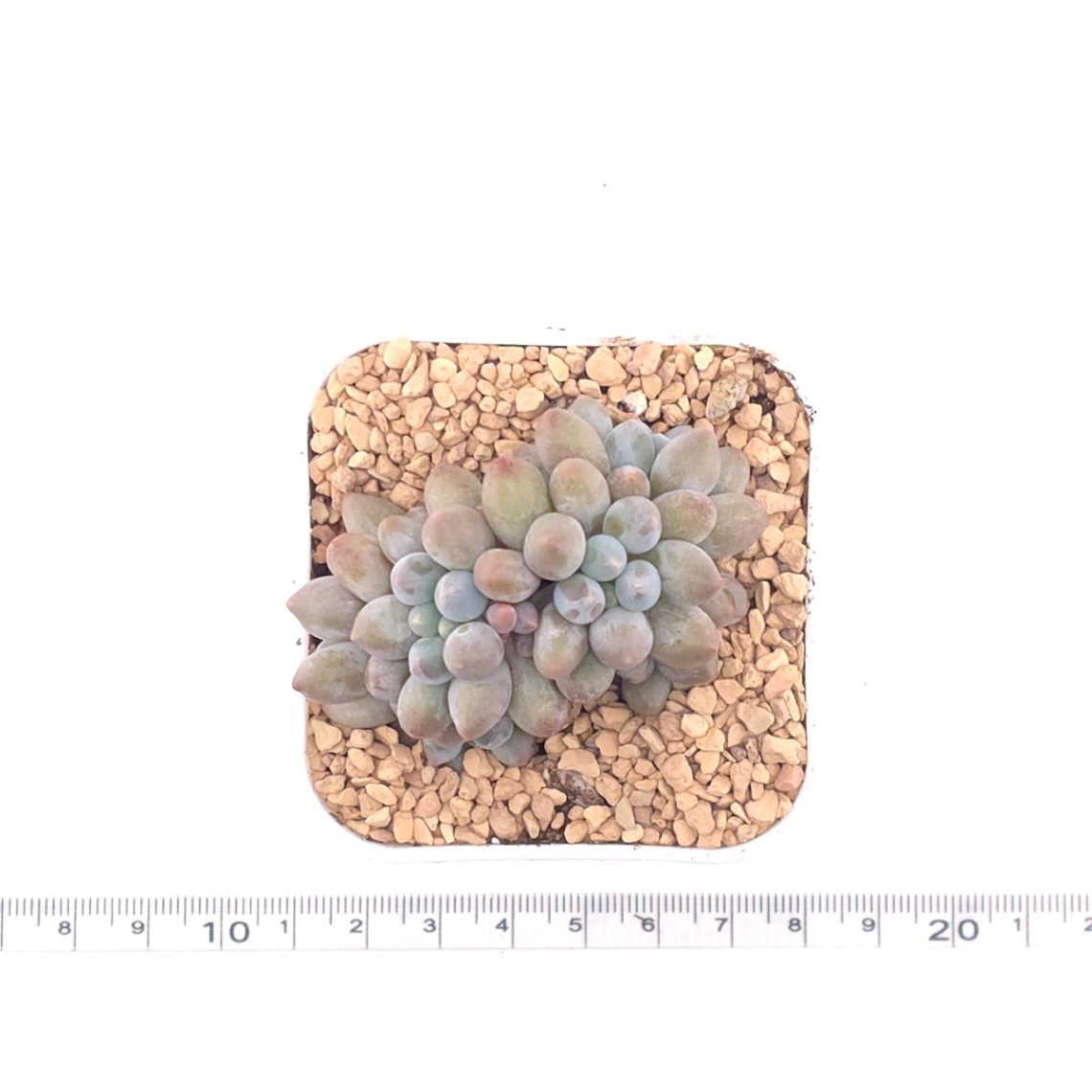 Pachyphytum ‘Little Milk Bean' | 小奶豆 thumbnail 4