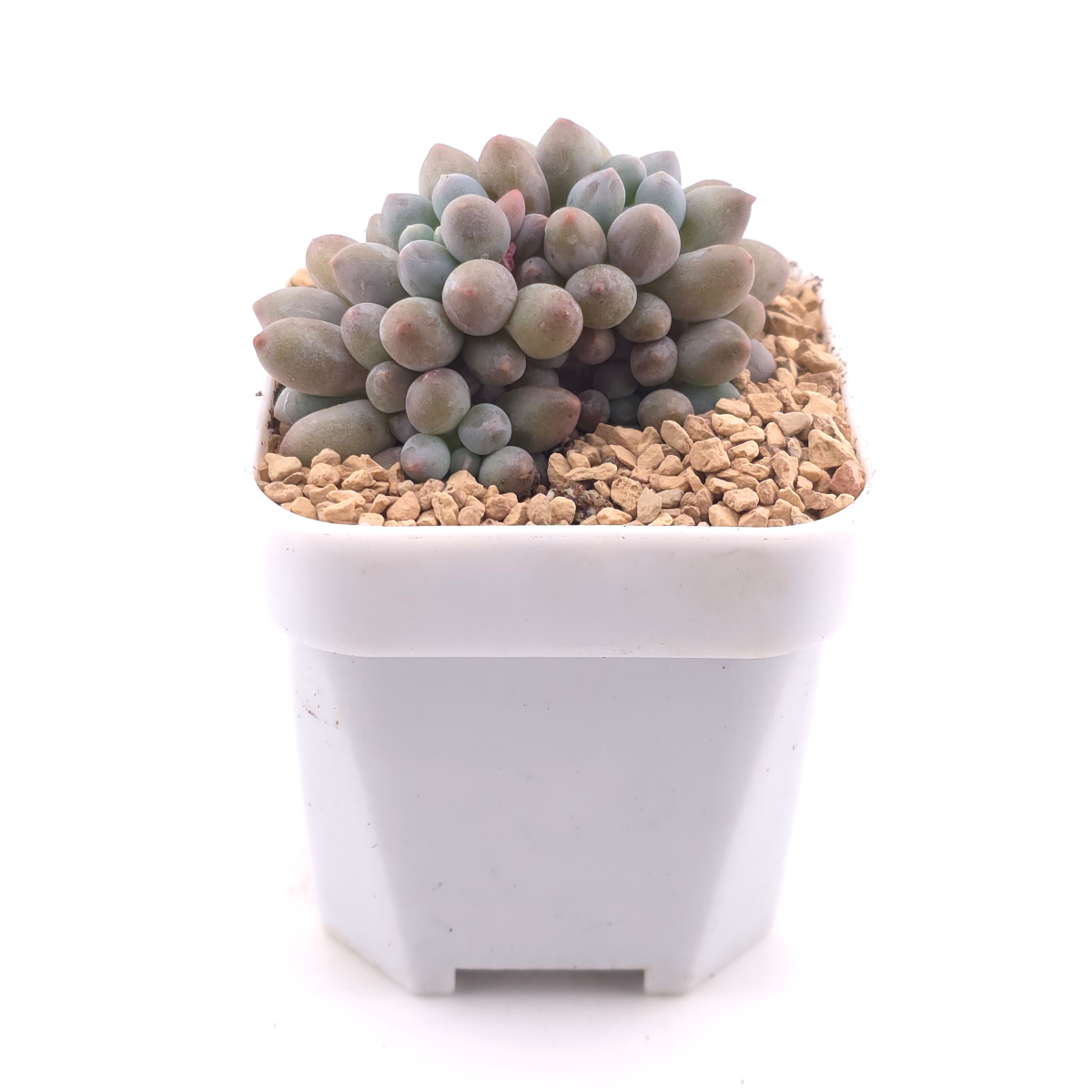 Pachyphytum ‘Little Milk Bean' | 小奶豆 thumbnail 3