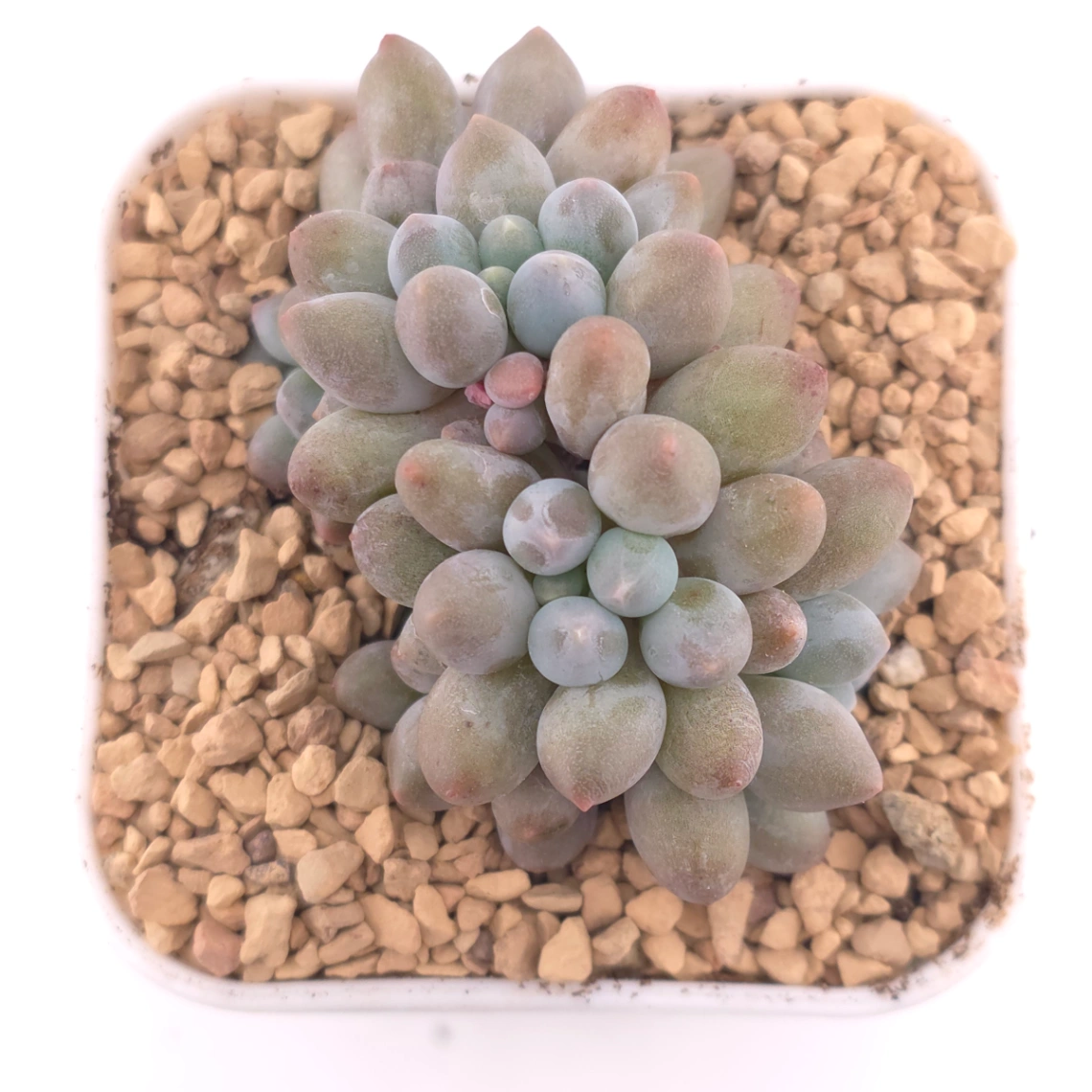Pachyphytum ‘Little Milk Bean' | 小奶豆 - View 1
