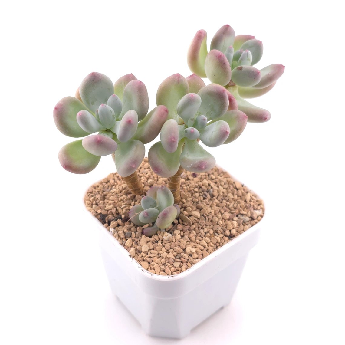 Pachyphytum 'Mikadukibijin' | 三日月美人 thumbnail 2