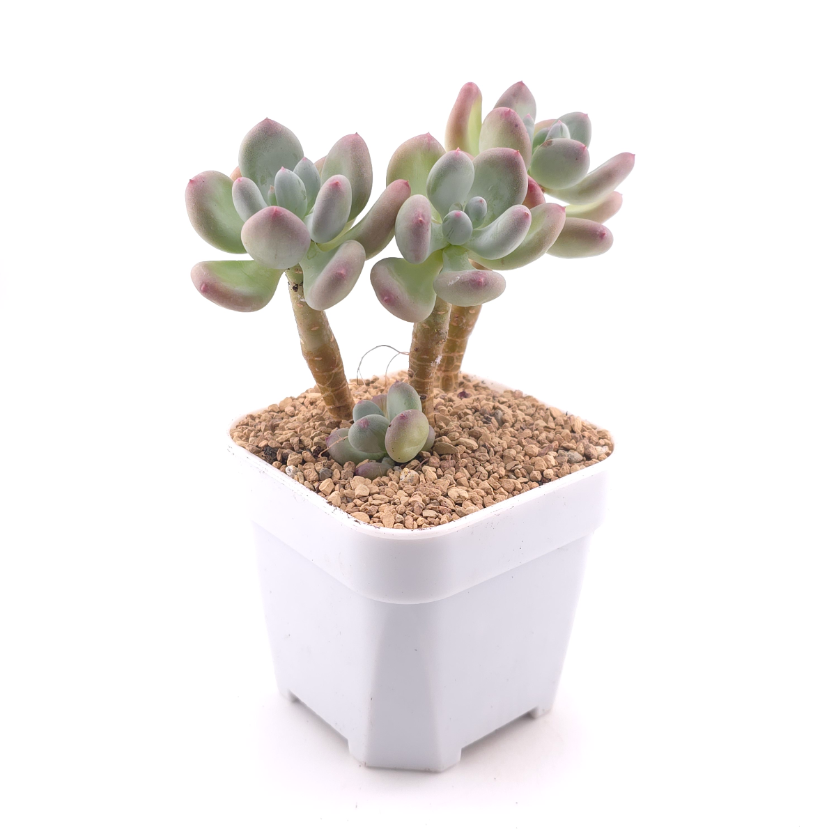 Pachyphytum 'Mikadukibijin' | 三日月美人 thumbnail 3