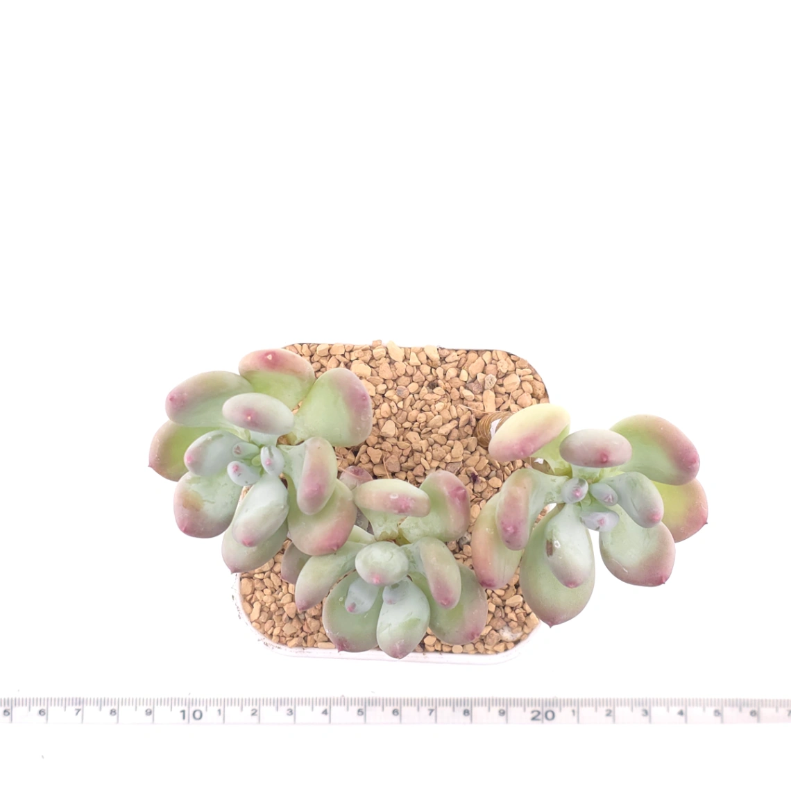 Pachyphytum 'Mikadukibijin' | 三日月美人 thumbnail 4