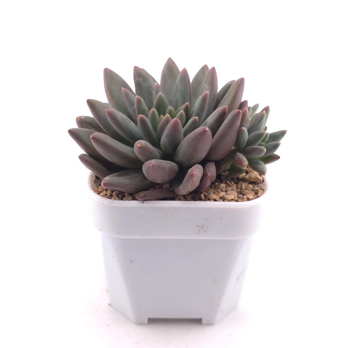 Pachyphytum 'Pink Poppy' | 粉色虞英人 thumbnail 3