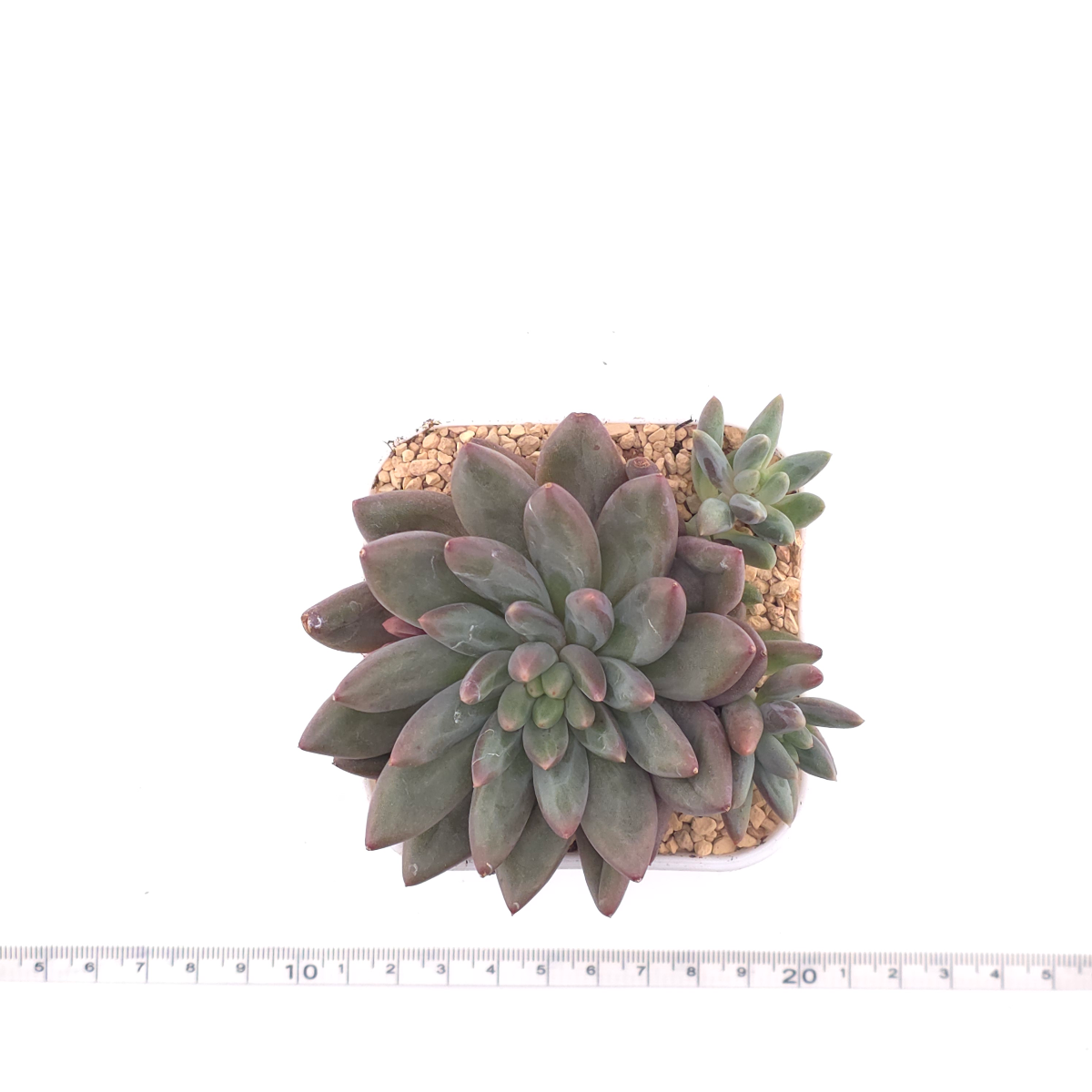 Pachyphytum 'Pink Poppy' | 粉色虞英人 thumbnail 4