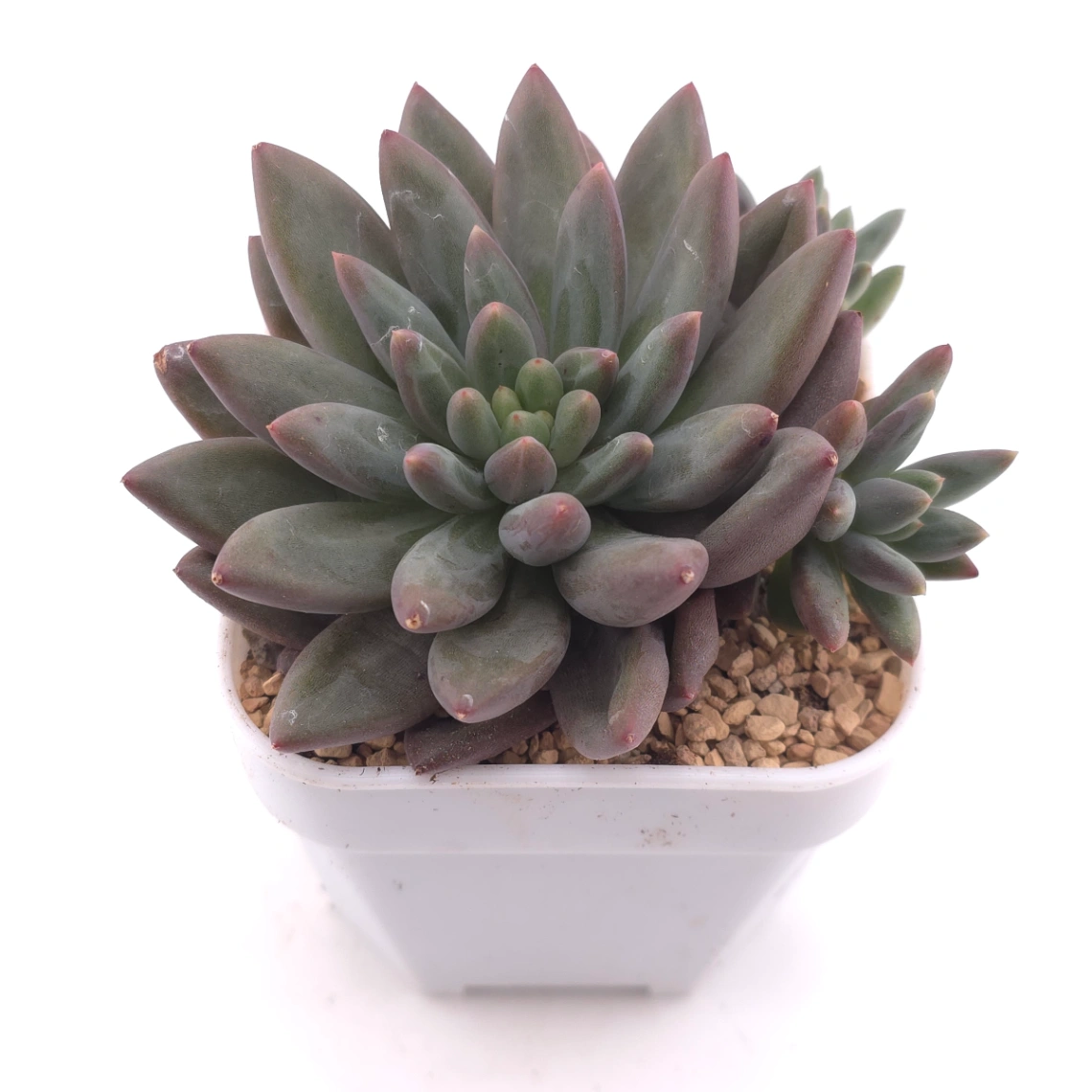 Pachyphytum 'Pink Poppy' | 粉色虞英人 thumbnail 2