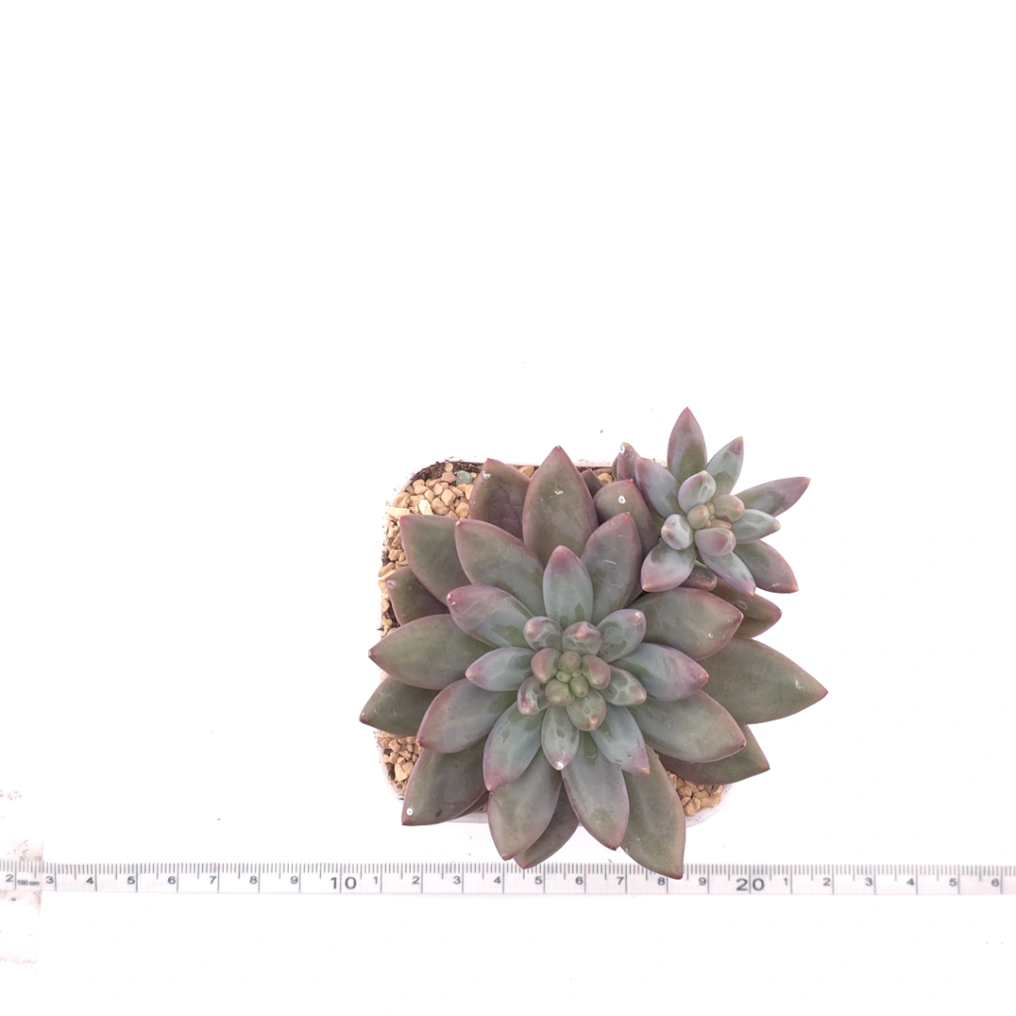 Pachyphytum 'Pink Poppy' | 粉色虞英人 thumbnail 4