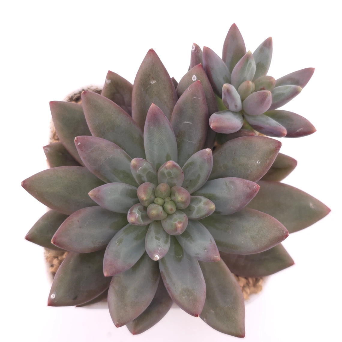 Pachyphytum 'Pink Poppy' | 粉色虞英人 - View 1