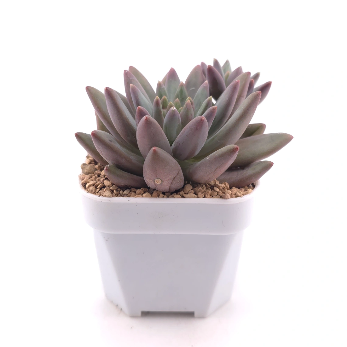 Pachyphytum 'Pink Poppy' | 粉色虞英人 thumbnail 3